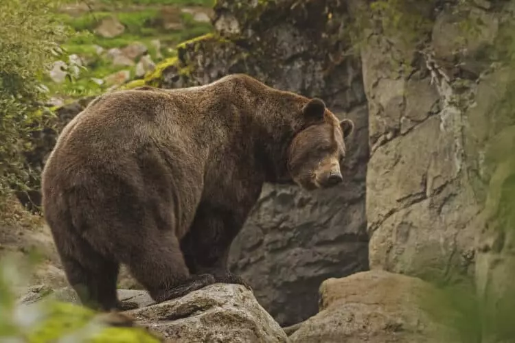 Impacto devastador de los incendios forestales en la fauna cantábrica: El oso pardo y el urogallo, en la mira de la extinción