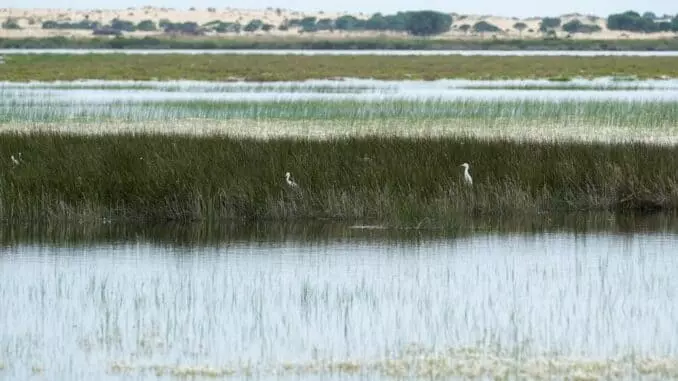 Recuperación Ecológica e Hidrológica en Doñana: Un Proyecto Emblemático en Finca Los Mimbrales