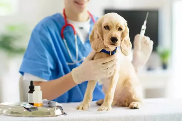 La Importancia Fundamental de la Vacunación en Mascotas para su Salud y la de la Comunidad