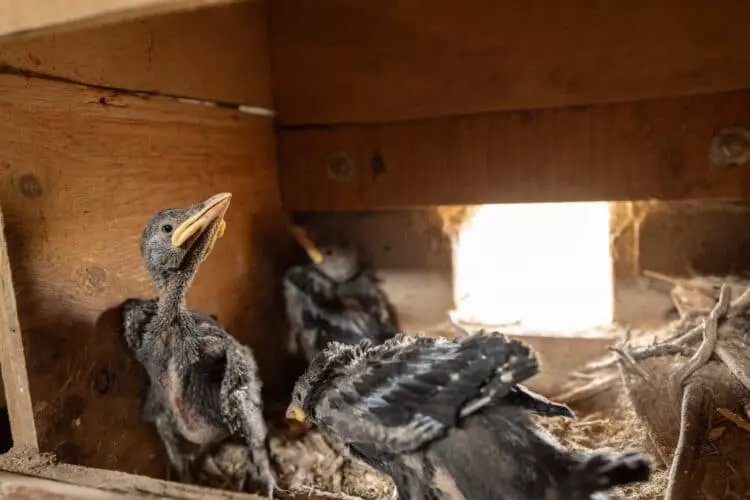 Avances en la Monitorización de Fauna Salvaje: Un Enfoque Tecnológico Innovador