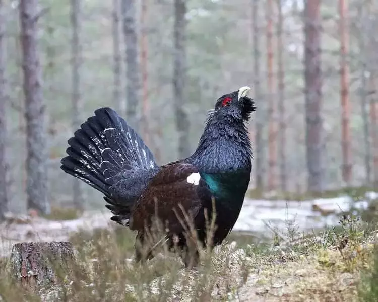 Incendios forestales devastan Áreas Clave para la Biodiversidad en España
