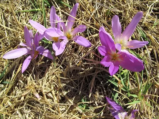 La Resiliencia Floral: ‘Quitameriendas’, Símbolo de Esperanza tras los Incendios Forestales