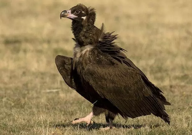 Celebración del Buitre Negro: Un Símbolo de Recuperación y Vitalidad Ecológica en la Sierra de la Demanda