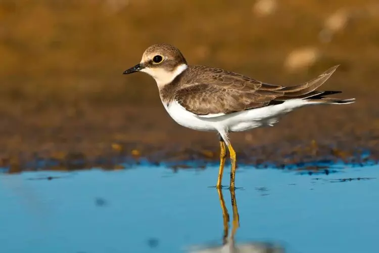 Día Mundial de las Aves Playeras: Un Llamado Urgente a la Conservación de Ecosistemas Vitales