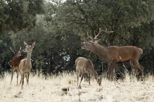 Delegación Europea Evalúa Gestión de Cabañeros Ante Debate sobre la Caza