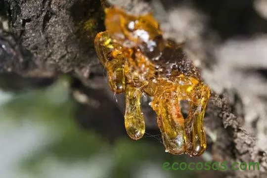 Copaiba: El Preciado Bálsamo del Amazonas y Sus Maravillosas Aplicaciones Medicinales