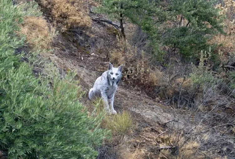 Descubrimiento Asombroso: El Primer Lince Ibérico Blanco en Jaén