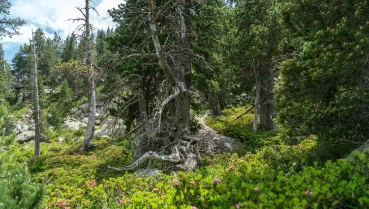 ForesFuture: Modelando el Futuro de los Bosques Catalanes