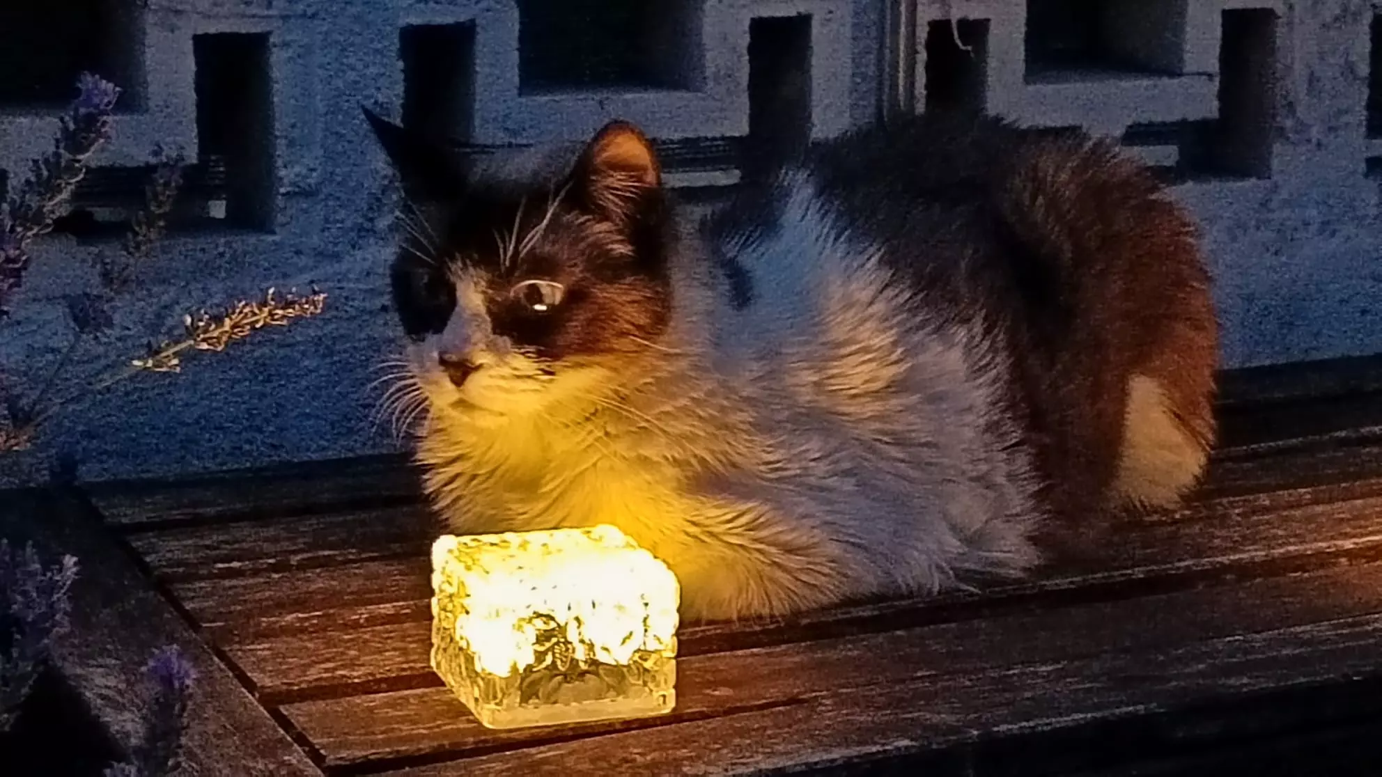 La Compasión Humana y el Manejo de Gatos Comunitarios: Una Perspectiva Esencial