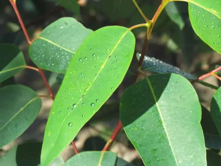Greenpeace Denuncia Incumplimiento de Moratoria de Eucalipto en Galicia