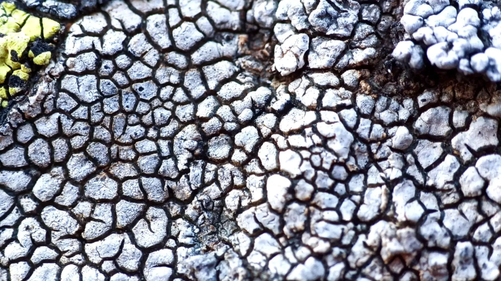 Los Montes de Toledo: Un Santuario de Biodiversidad de Líquenes