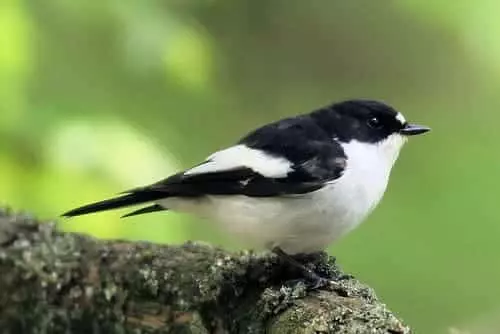 El Ecosistema Forestal Modela el Microbioma Aviar: Clave para Salud y Conducta