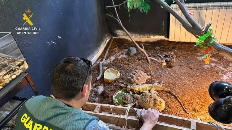 Descubren Red de Tráfico Ilegal de Especies Exóticas en Ávila Operando Bajo Falsa ONG