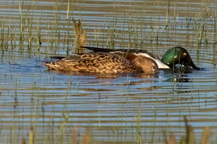 El acuífero de Doñana: Un año húmedo sin recuperación