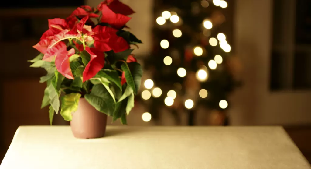 Embellece tu Hogar en Navidad con la Poinsettia: Guía Esencial de Decoración y Cuidado