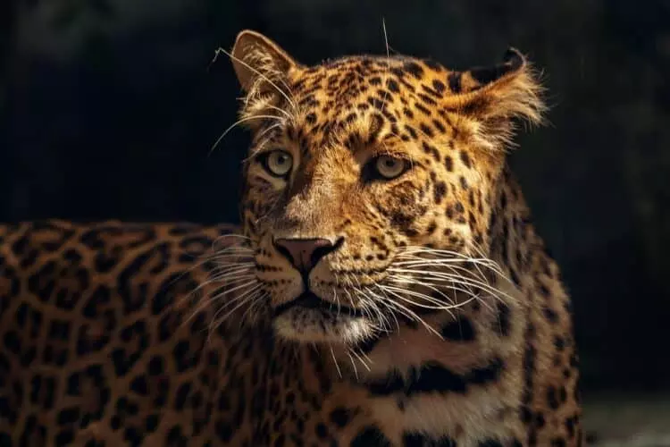 La conservación del jaguar: un desafío vital en América