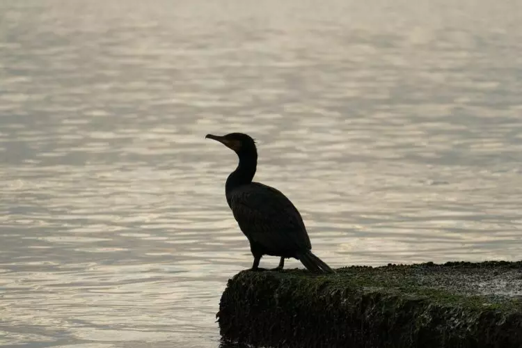 La controvertida decisión de Asturias sobre el cormorán grande: ¿protección o amenaza?