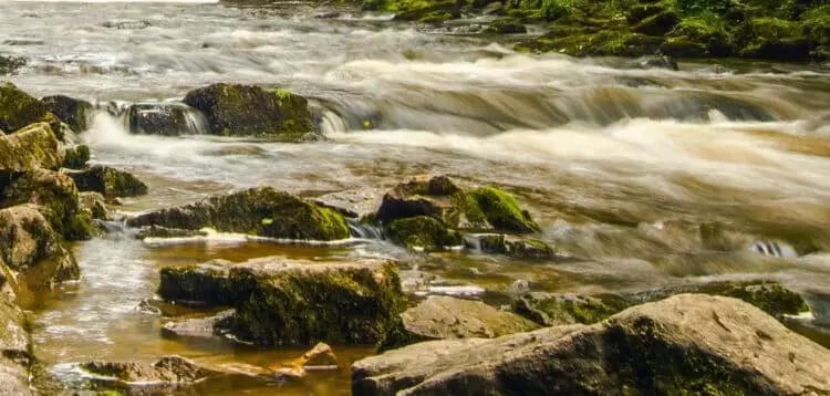 Contaminación difusa: Impacto generalizado en 28 Áreas Importantes para las Aves de España
