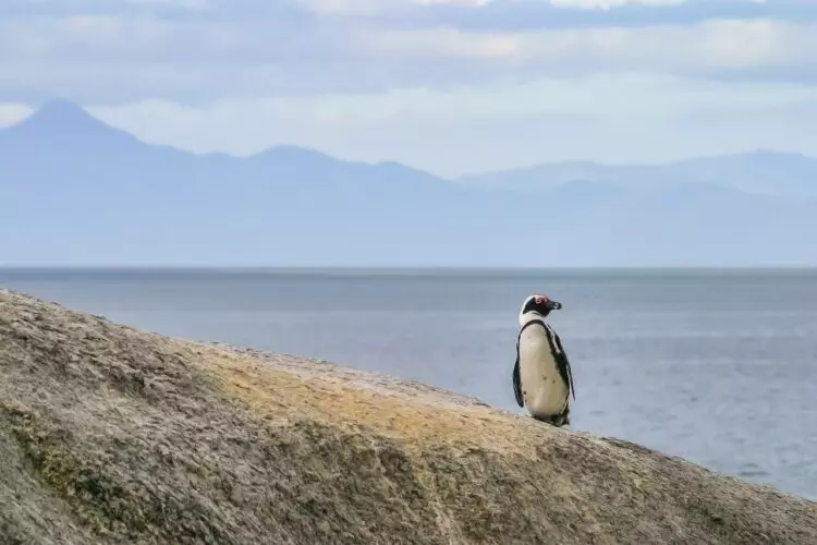 El declive de la sardina amenaza la supervivencia de los pingüinos africanos, llevando a miles a la inanición