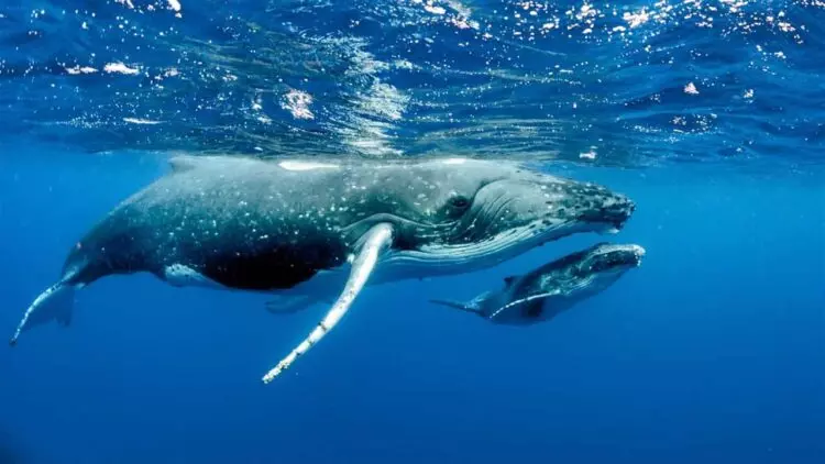 Descubrimiento Revolucionario: Ballenas Impulsan el Crecimiento del Plancton Marino