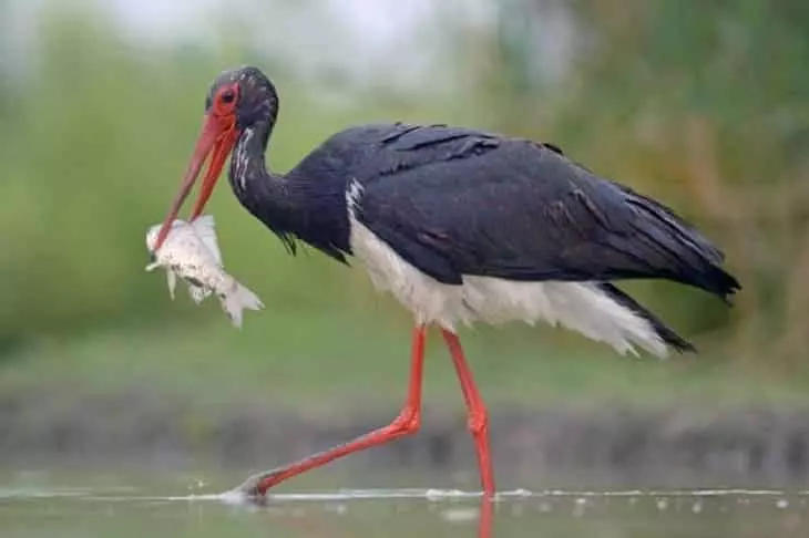 Censo Histórico: El Año de Oro de la Cigüeña Negra en Castilla y León