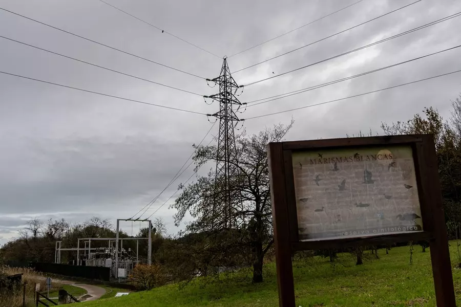 Redes Eléctricas: Una Trampa Mortal para las Aves y la Urgente Necesidad de Regulación