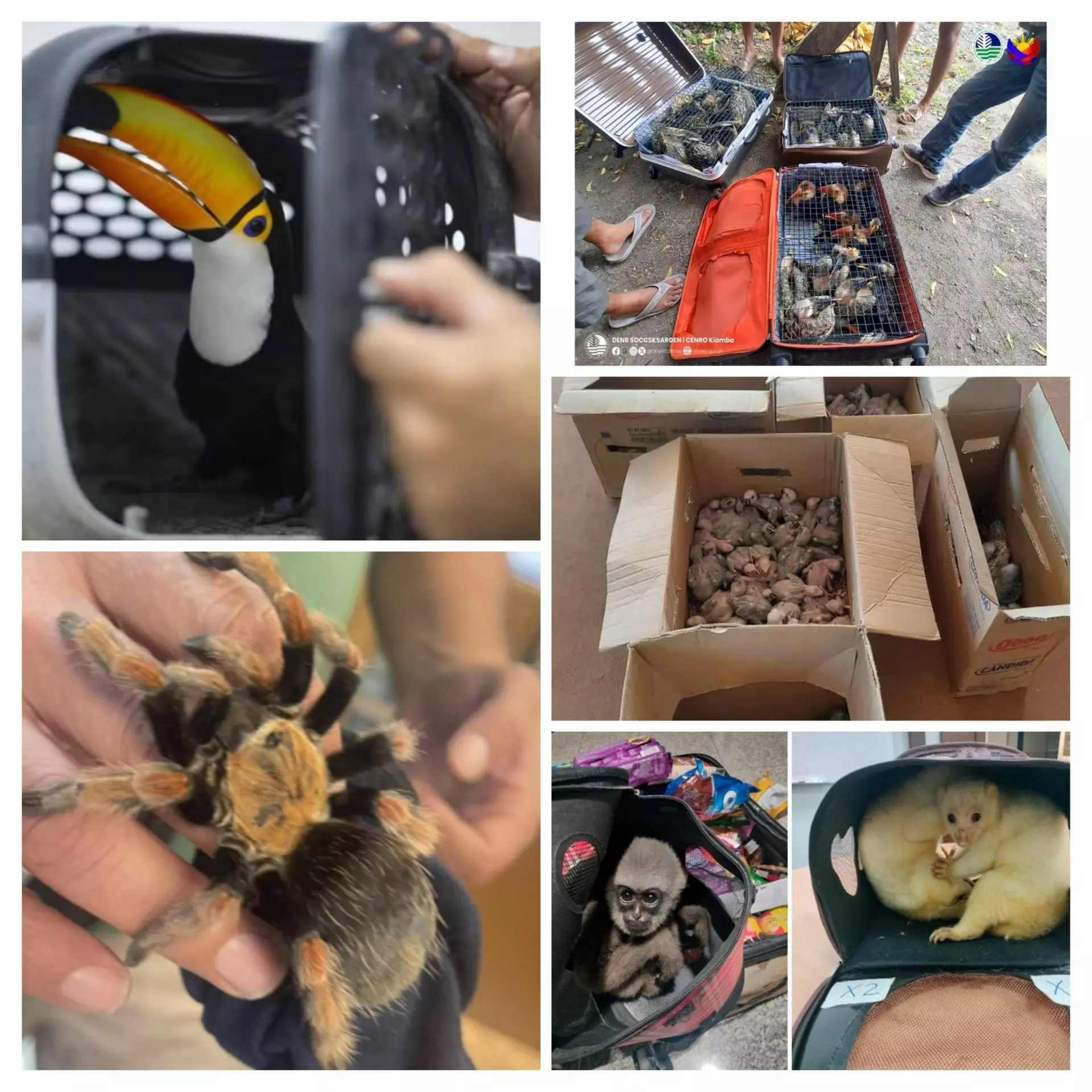 Interpol desarticula red mundial de tráfico de fauna con incautación récord de 30.000 animales