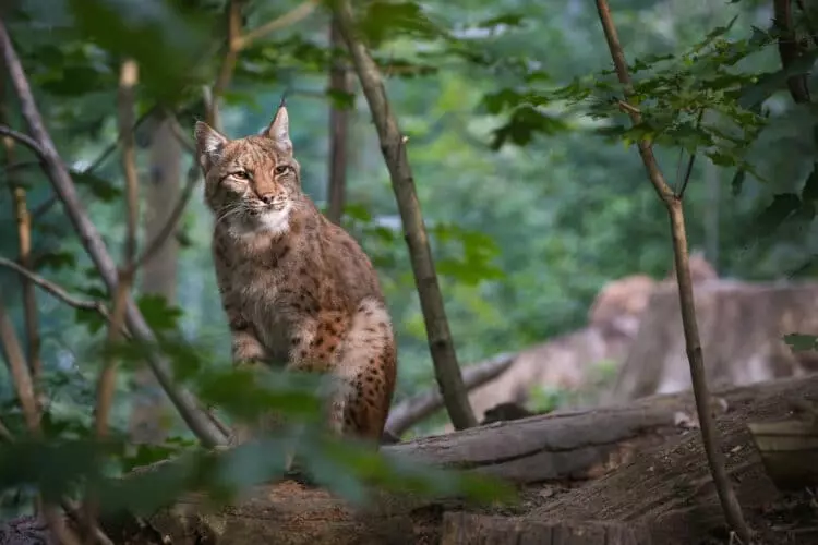 Celebración del Día del Lince Ibérico: Un Éxito de Conservación y sus Desafíos Pendientes