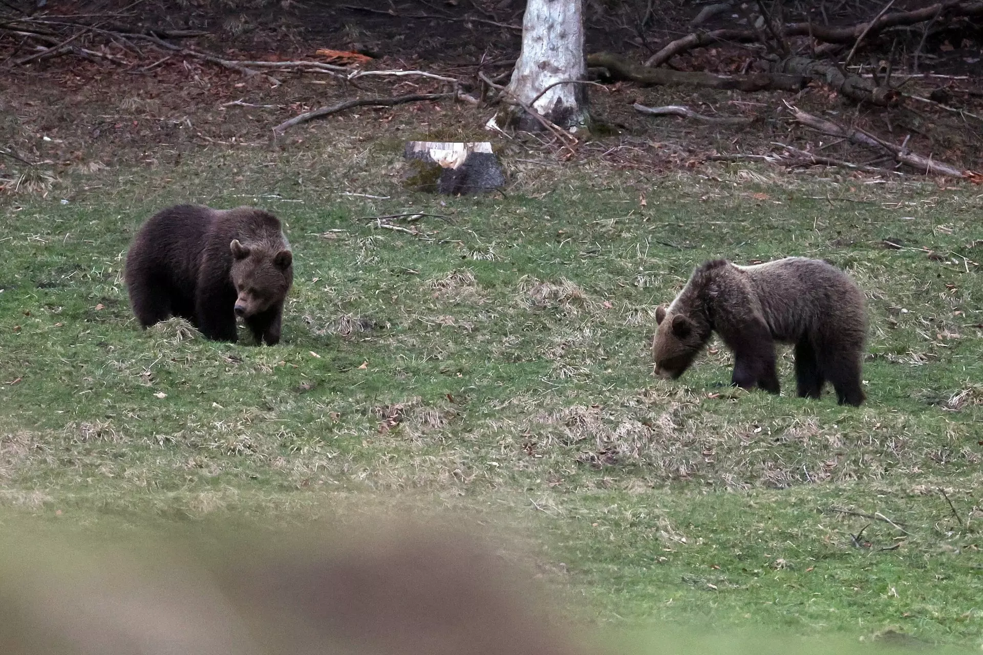 Los Osos y el Clima: Un Estudio Revela la Adaptación de su Dieta a los Cambios Globales