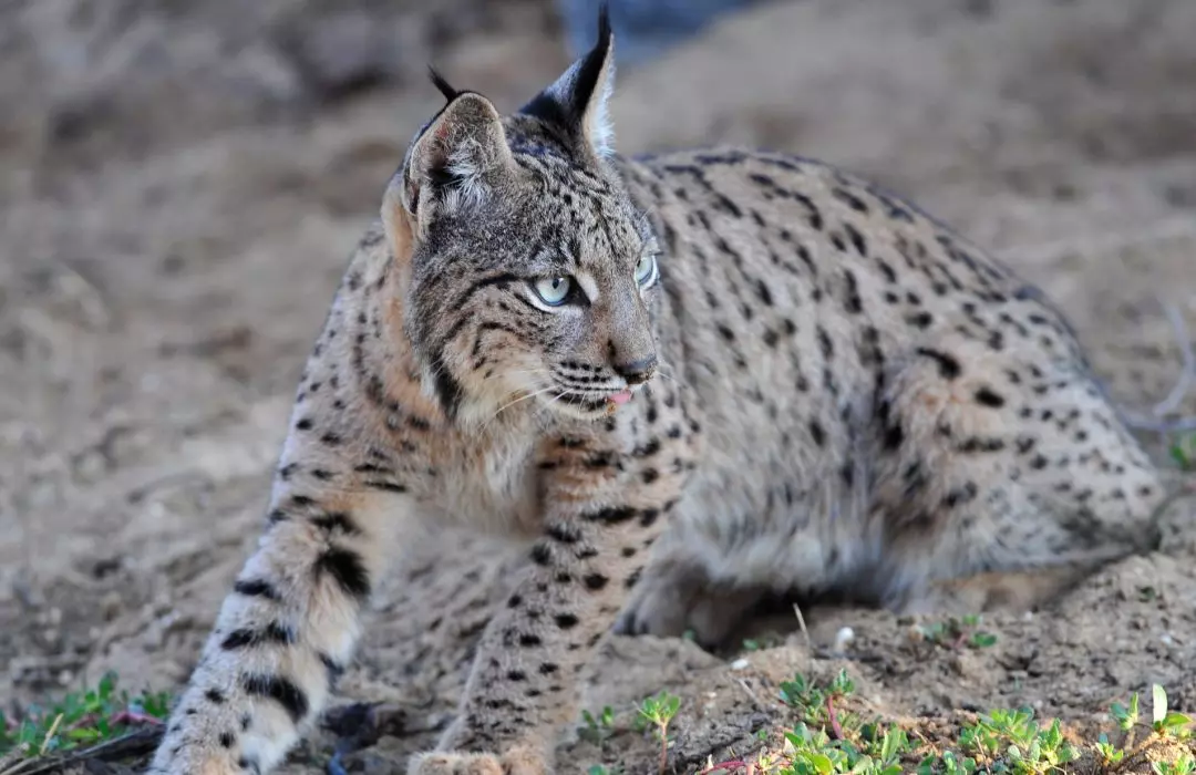 Avance Científico: Logran Crear Embriones de Lince Ibérico in Vitro por Primera Vez