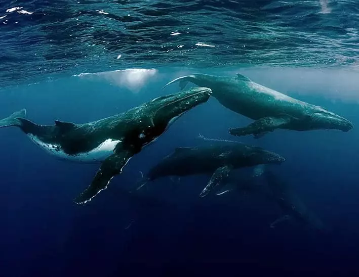 España impulsa santuario internacional de cetáceos en el Mar de Alborán