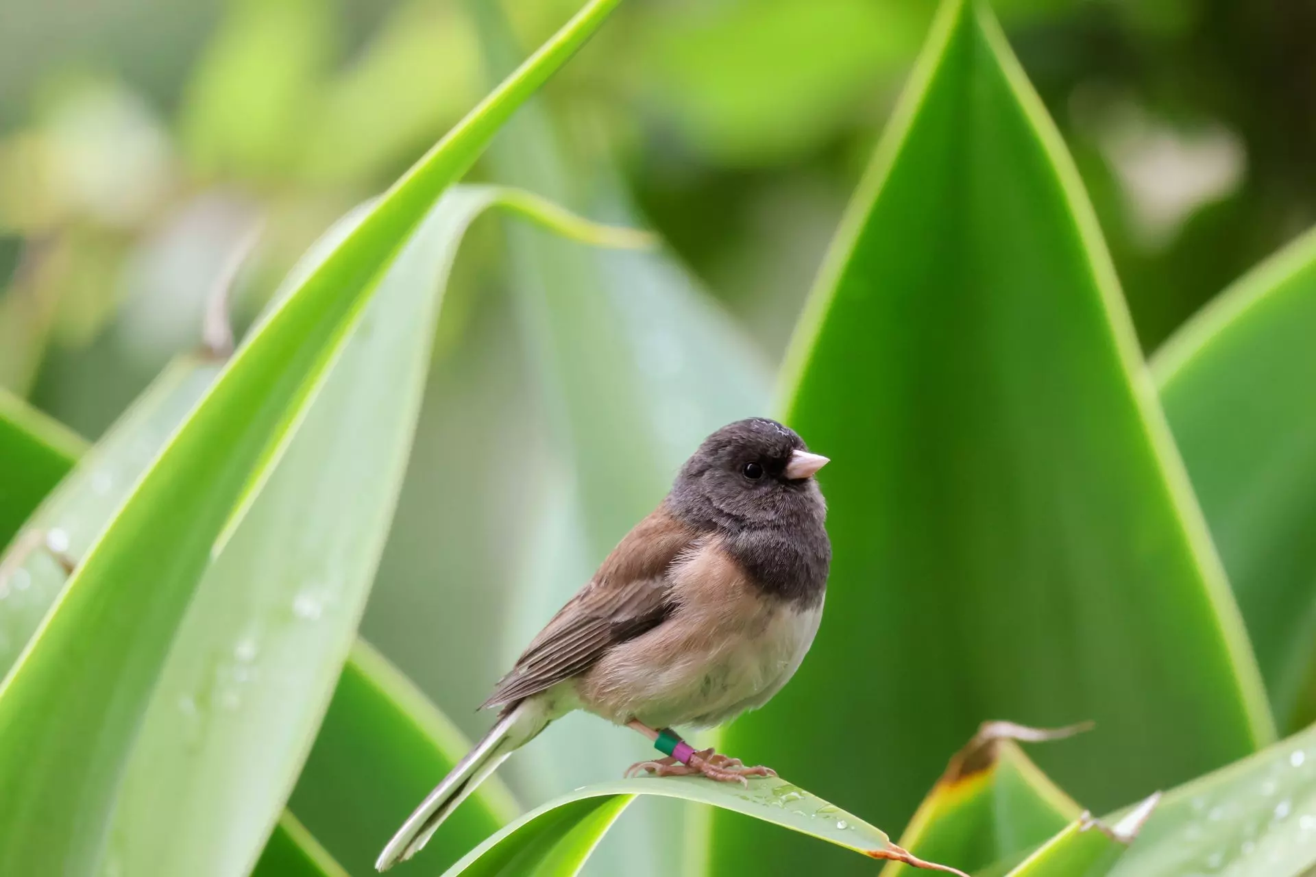 Influencia de la Pandemia en la Morfología de Aves: Un Análisis del Junco Ojos Oscuros
