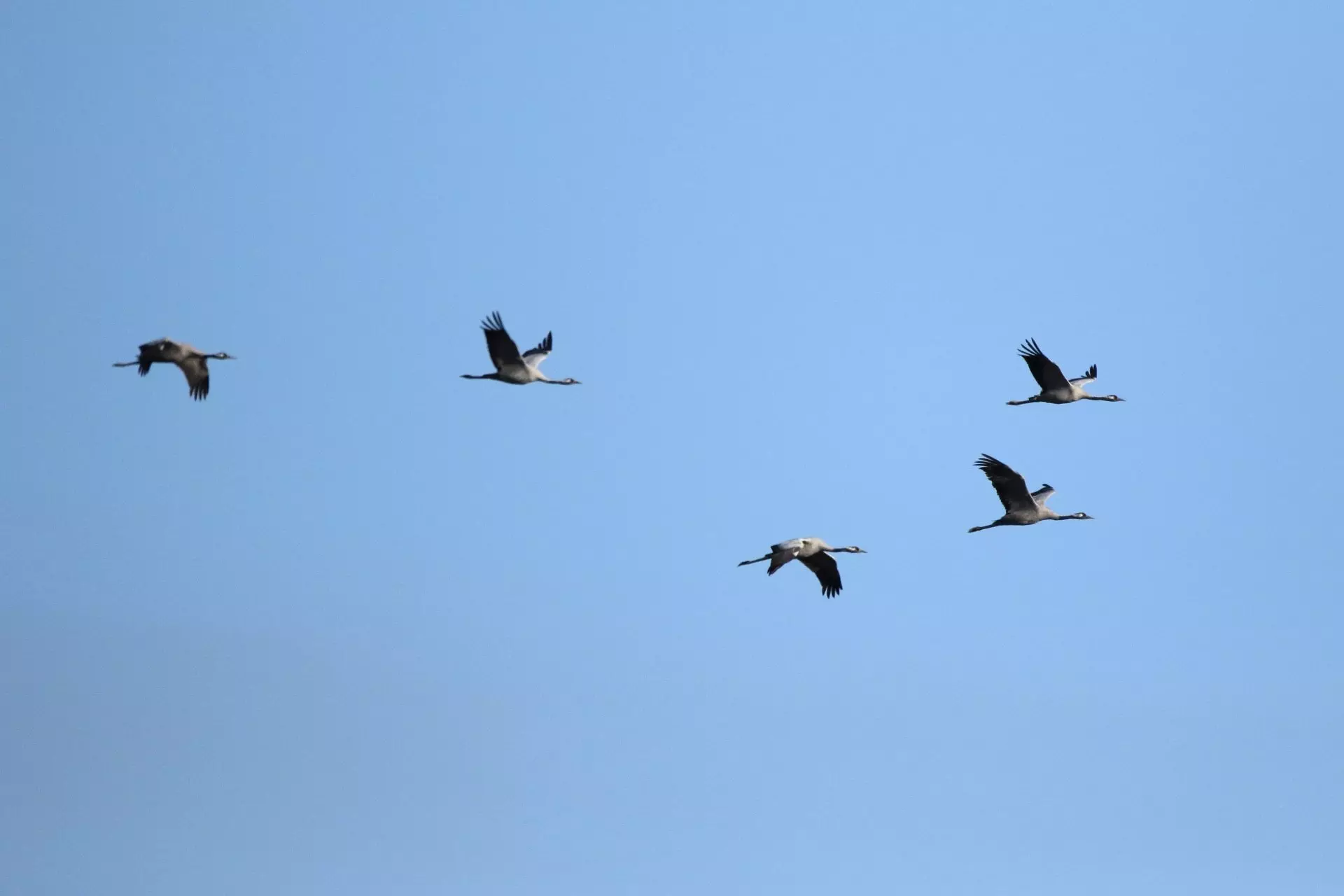 La gripe aviar causa estragos en las poblaciones de grullas en España y Europa