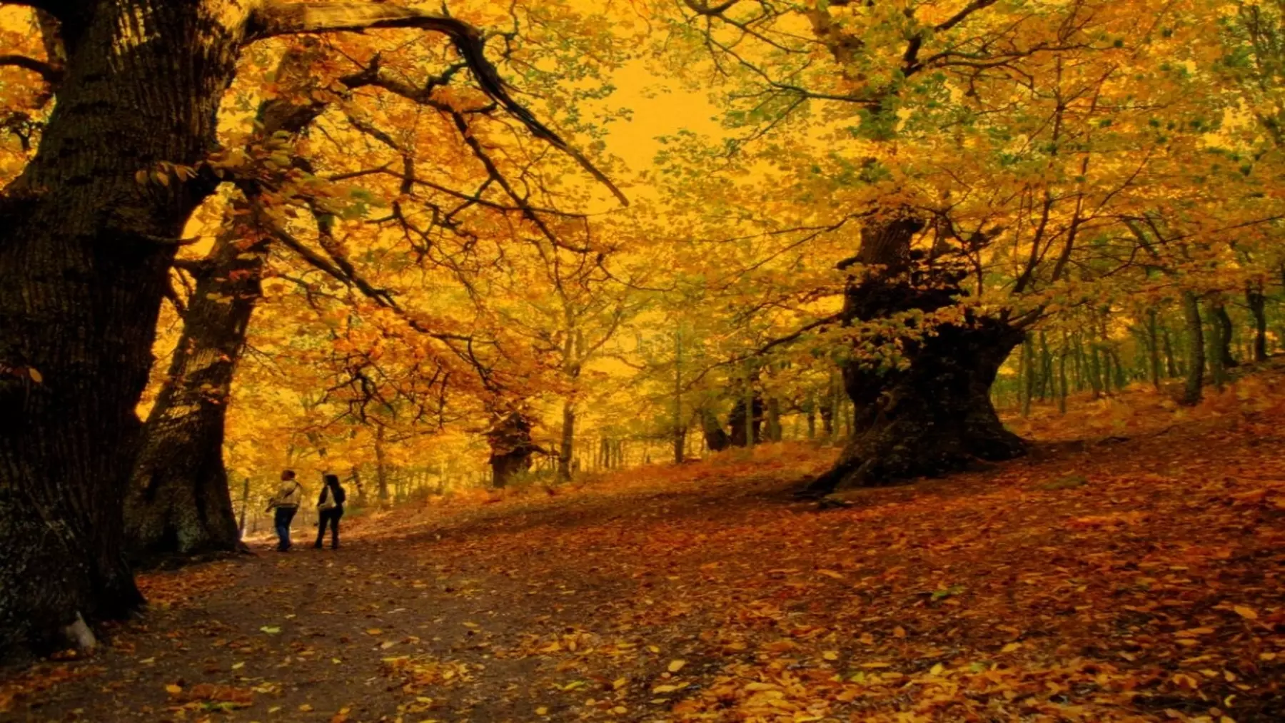 Montes Vivos: Una Estrategia Sostenible y Rentable para Castañares y Avellanares