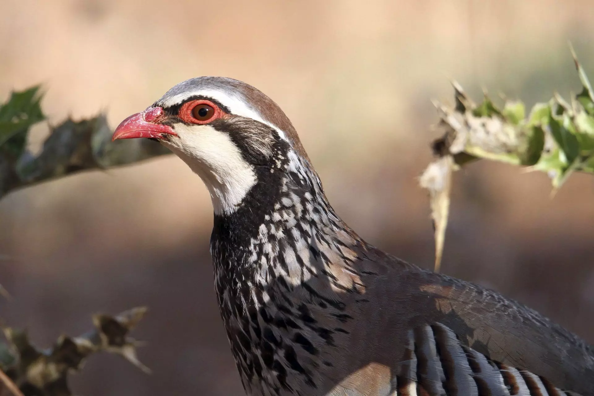 Fenómenos Climáticos Extremos y su Impacto en las Aves Mediterráneas