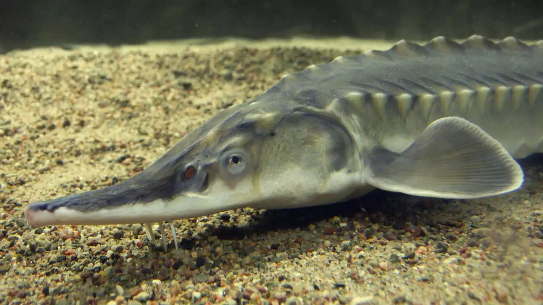 Avance significativo en la reintroducción del esturión en el río Ebro: 44 ejemplares liberados