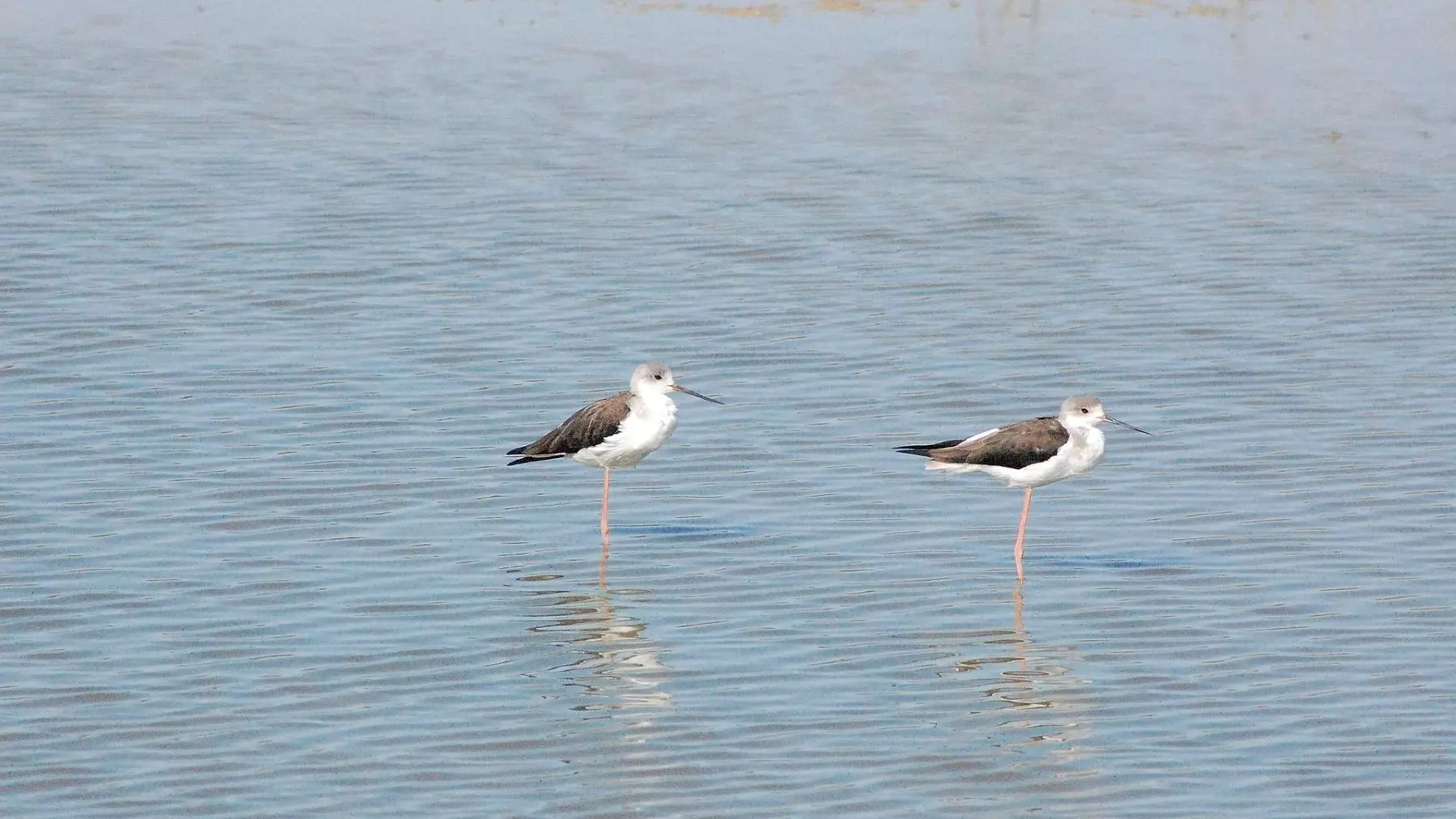 La variación individual en la biodiversidad: un nuevo enfoque para comprender la resiliencia ecológica