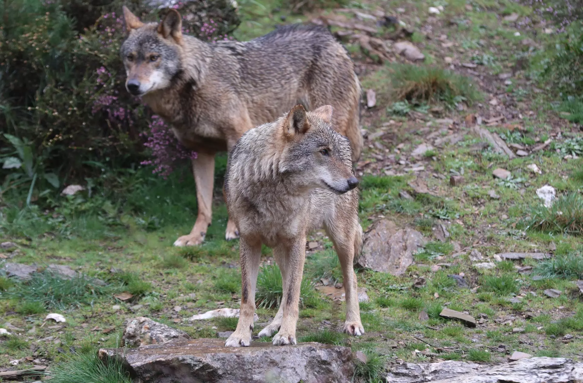 Conflicto entre ecologistas y ganaderos por la gestión del lobo en España