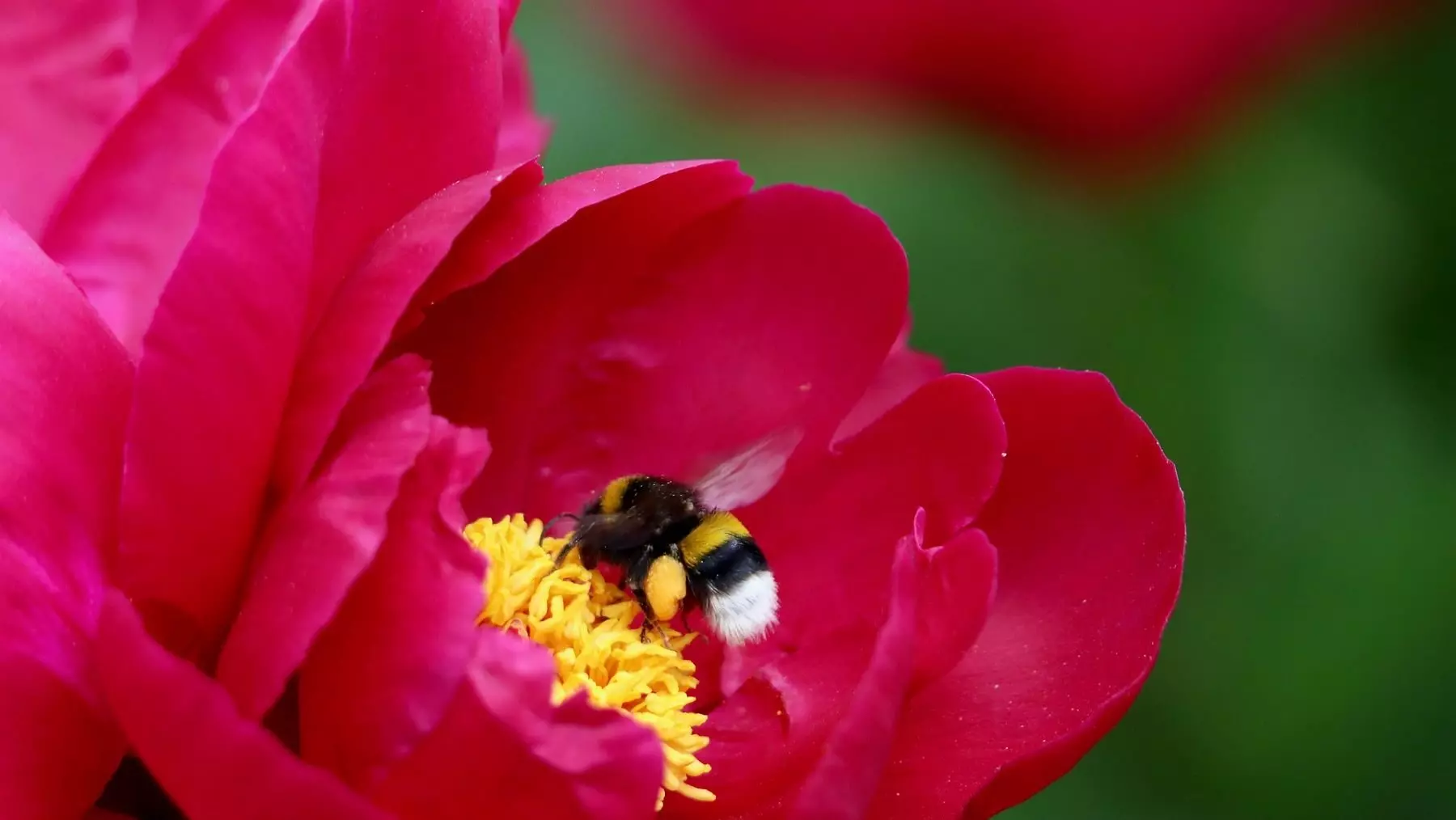 Los pesticidas y la pérdida de hábitat: Un doble golpe para las abejas silvestres