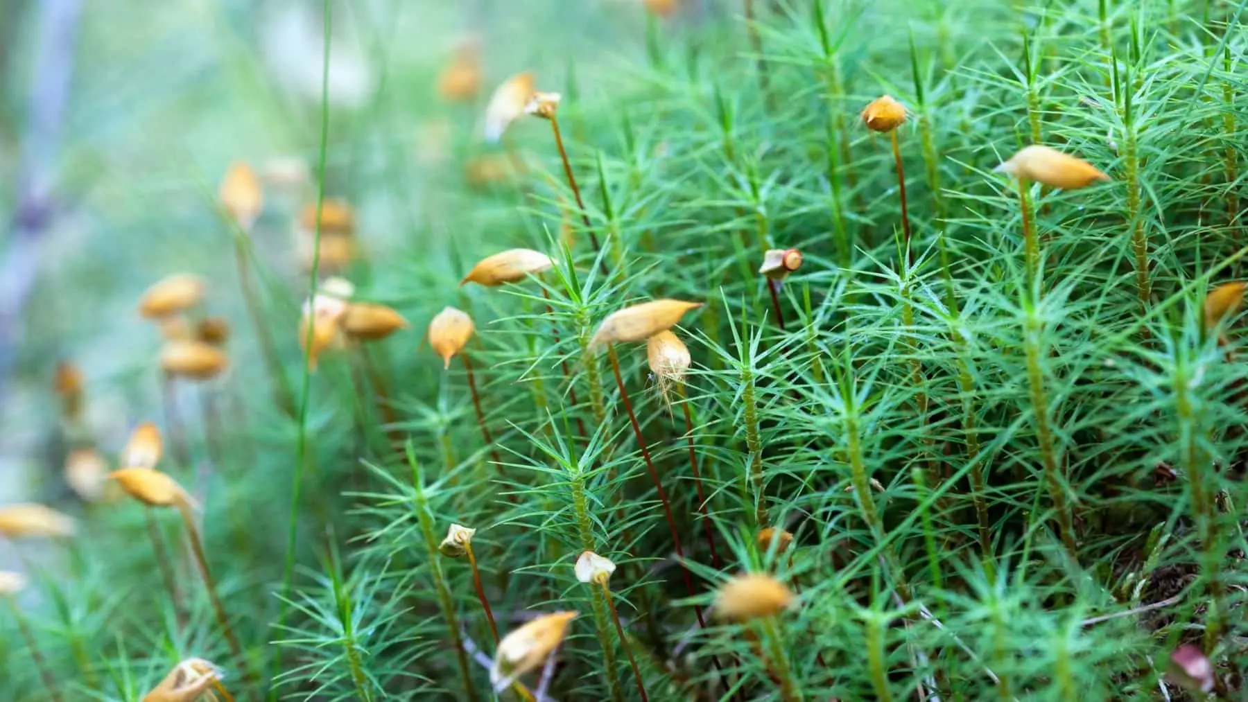 Cambio Climático Acelera Liberación de Esporas de Musgo Semanas Antes de lo Previsto