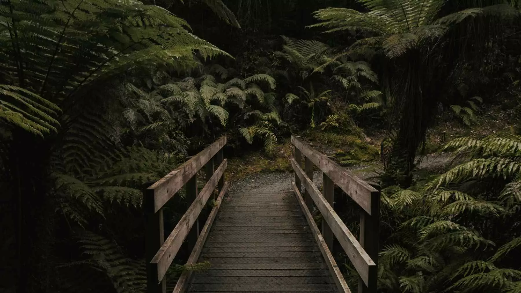 La biodiversidad oculta del planeta: Más allá de lo conocido