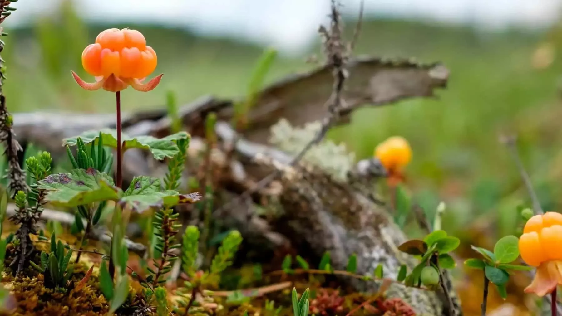 Revelado el Intrincado Linaje Genético de la Mora de los Pantanos