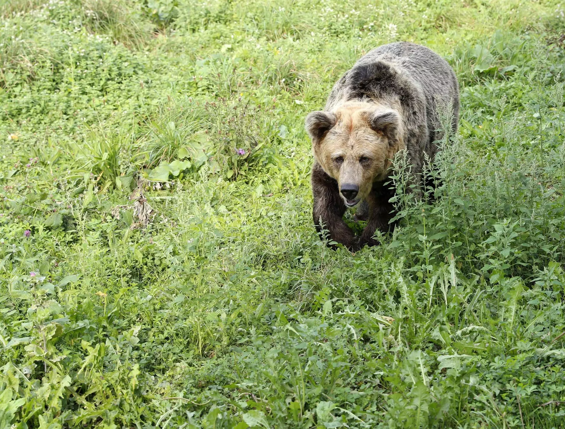 Reubicación de Osos Pardos en Asturias para Proteger Entornos Urbanos y la Especie