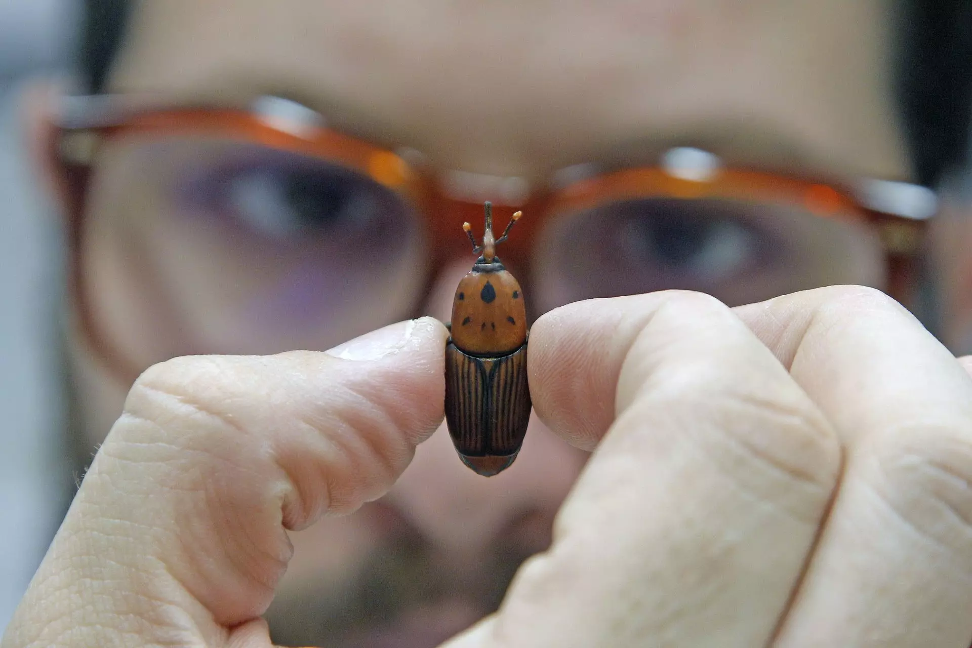 Innovación Repelente: Un Avance Contra el Picudo Negro en Cultivos de Plátano