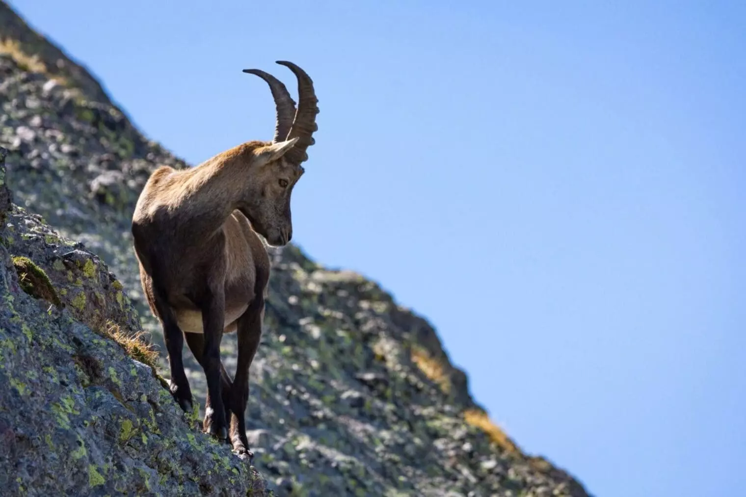 El Ritual Reproductivo de la Cabra Montés: Una Danza Vital en las Montañas Ibéricas