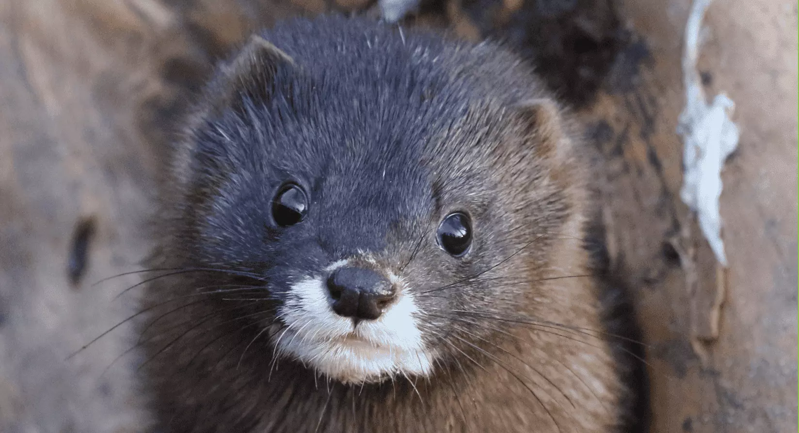 El visón europeo se enfrenta a una crisis existencial en España