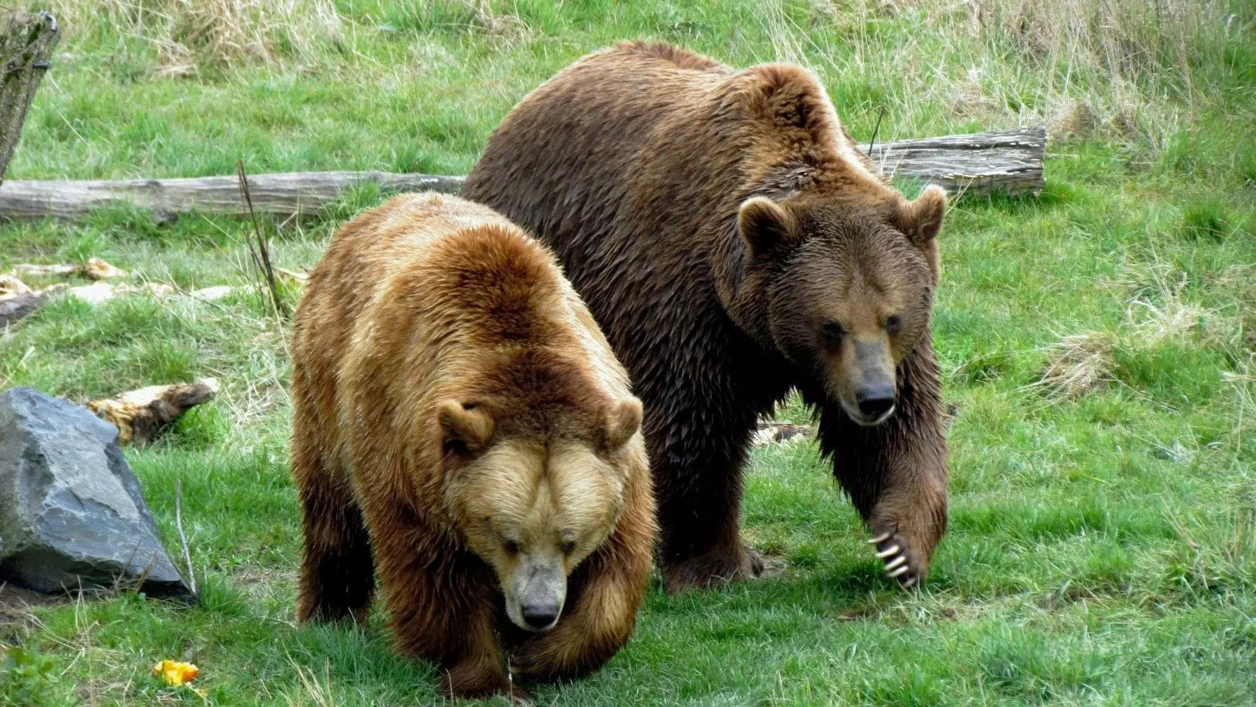 Asturias: Estrategias de Conservación para Osos Pardos y Convivencia Vecinal