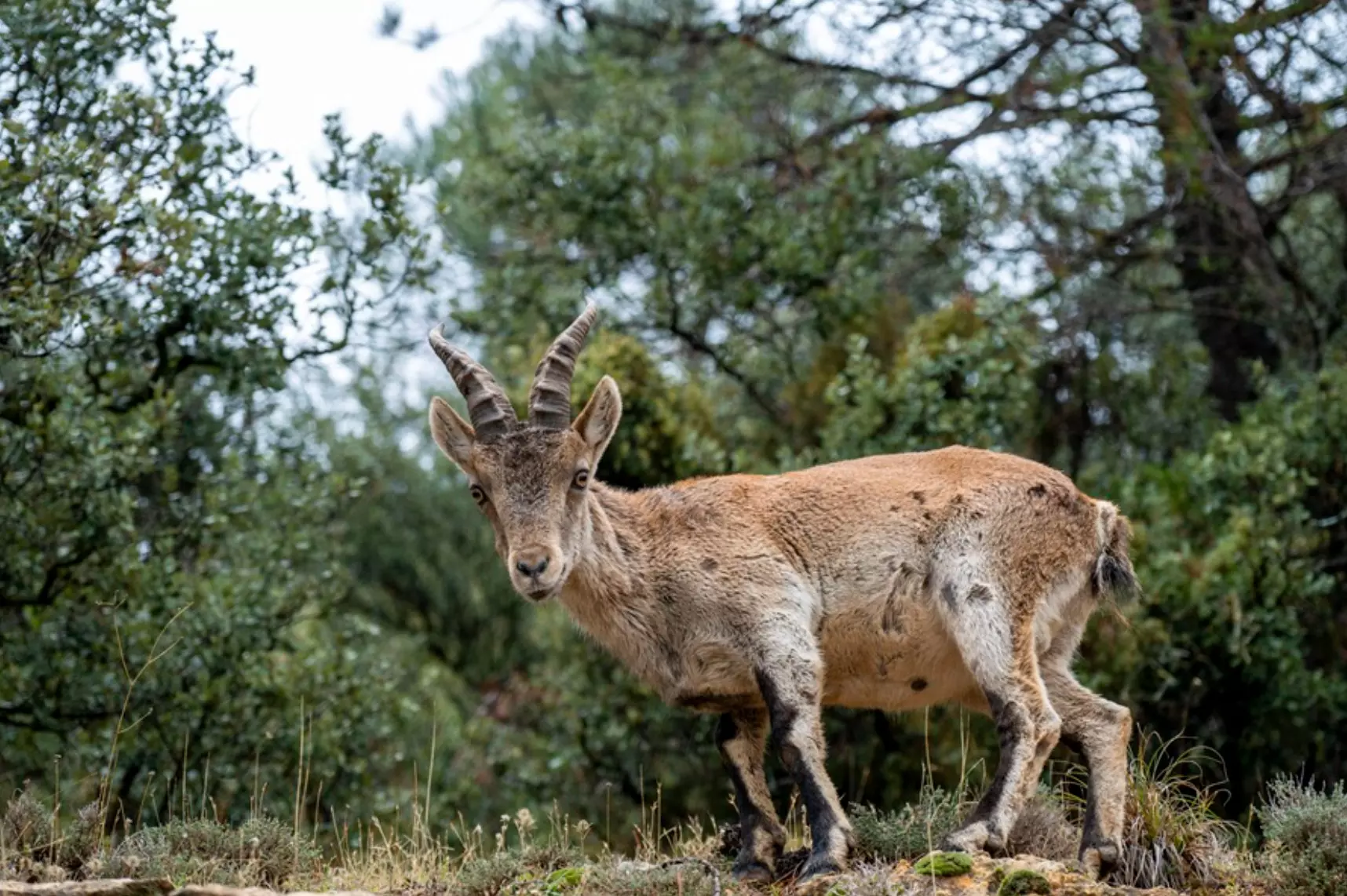 El Ritual Invernal de la Cabra Montesa: Una Lucha por la Supervivencia en la Península Ibérica