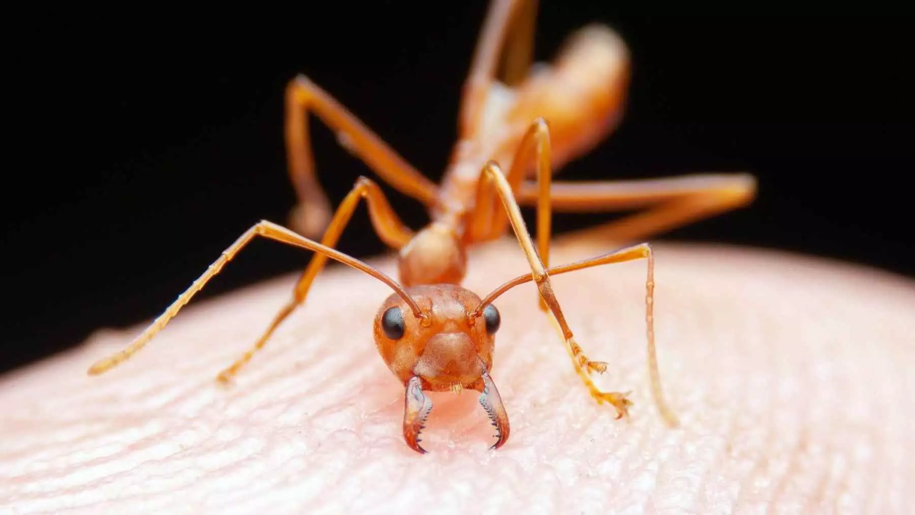 Hallazgo infantil revoluciona la ciencia de las hormigas