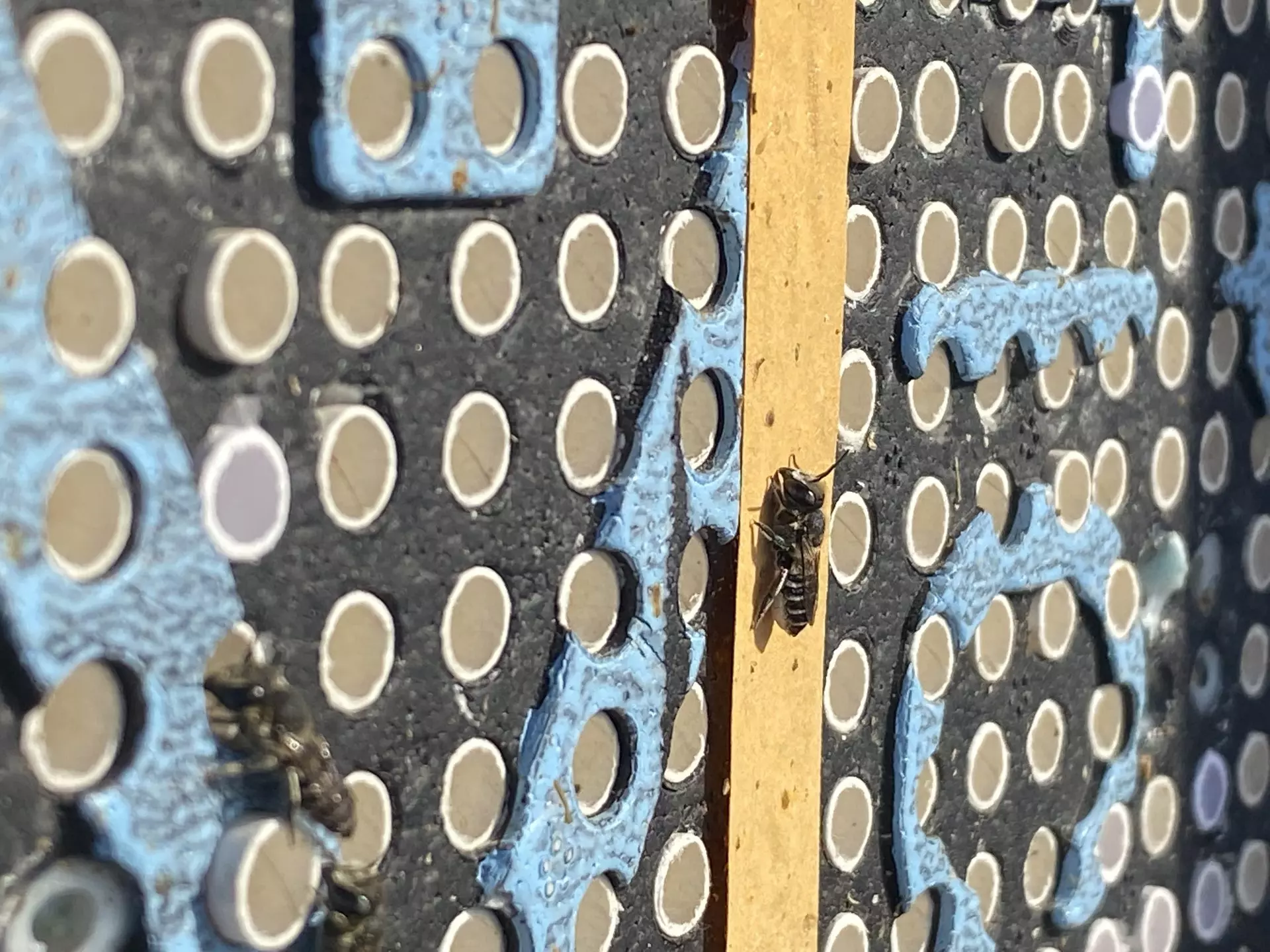 La Escasez Alimentaria Acelera la Metamorfosis en las Abejas con Consecuencias Negativas